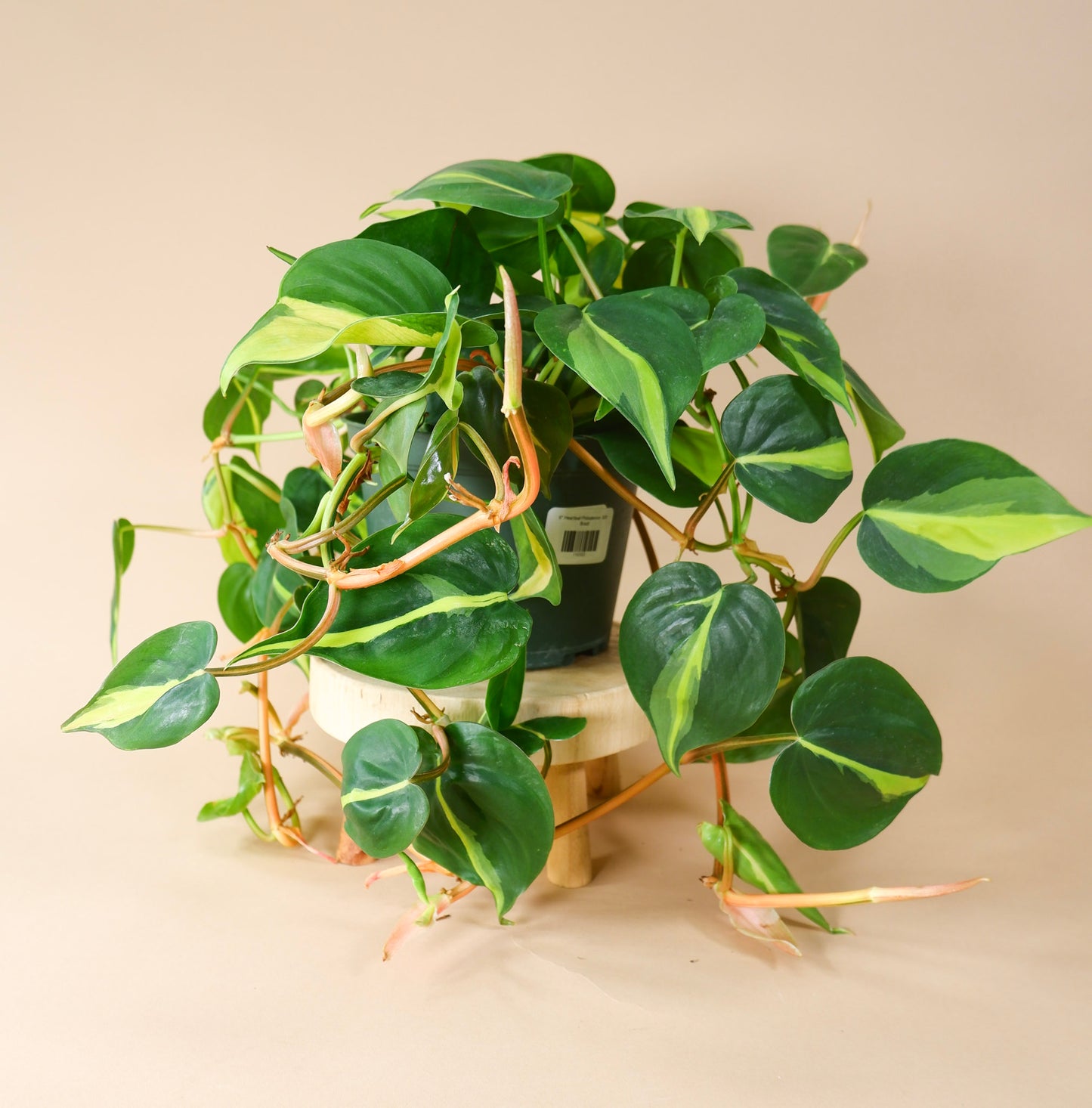 Heartleaf Vine (Philodendron hederaceum or cordatum)