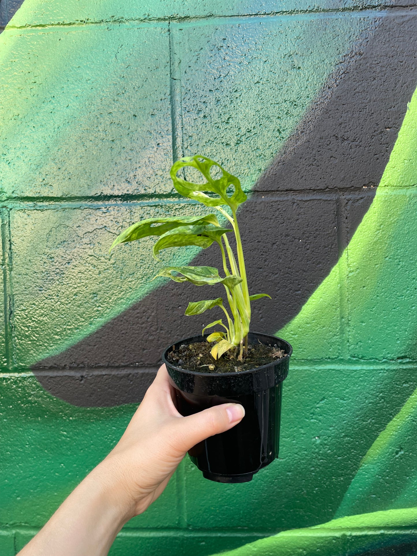 Monstera Adansonii Mint Variegated