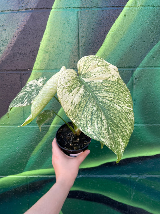 Monstera Mint Variegated