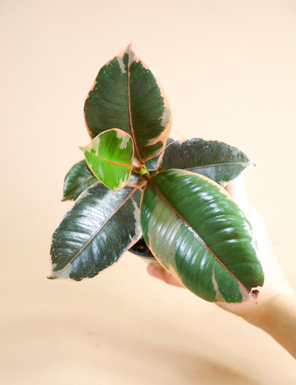 Rubber Tree (Ficus elastica)