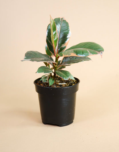 Rubber Tree (Ficus elastica)