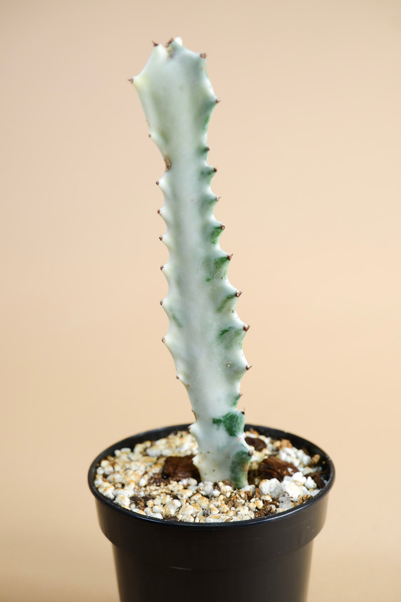 Euphorbia lactea "White Ghost"