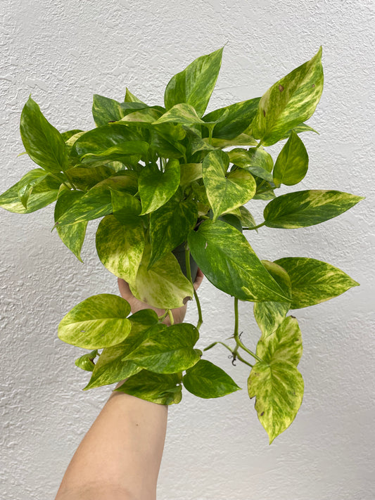 Epipremnum Neon Variegated