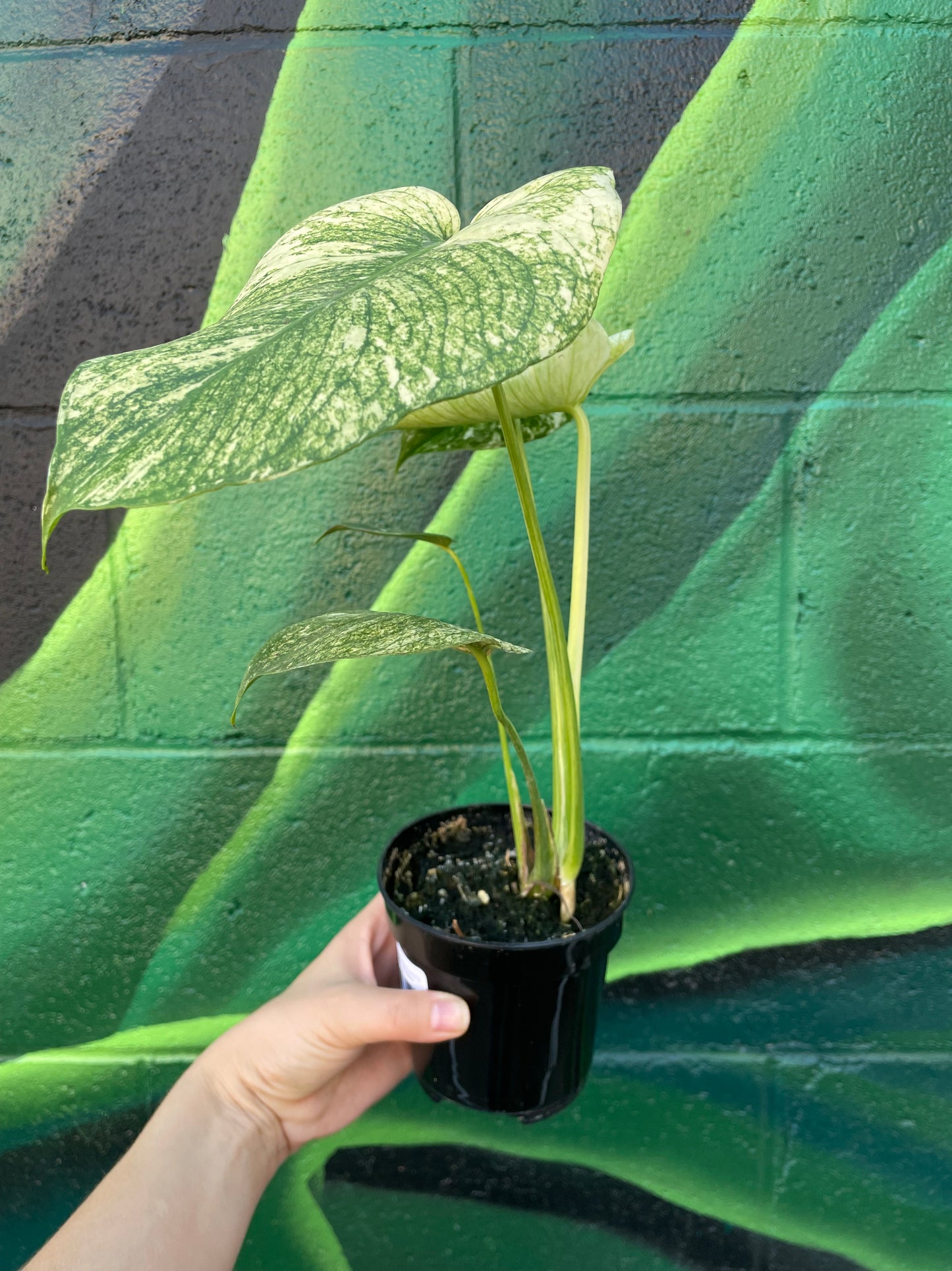 Monstera Mint Variegated
