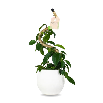Bendable Coco Coir Pole