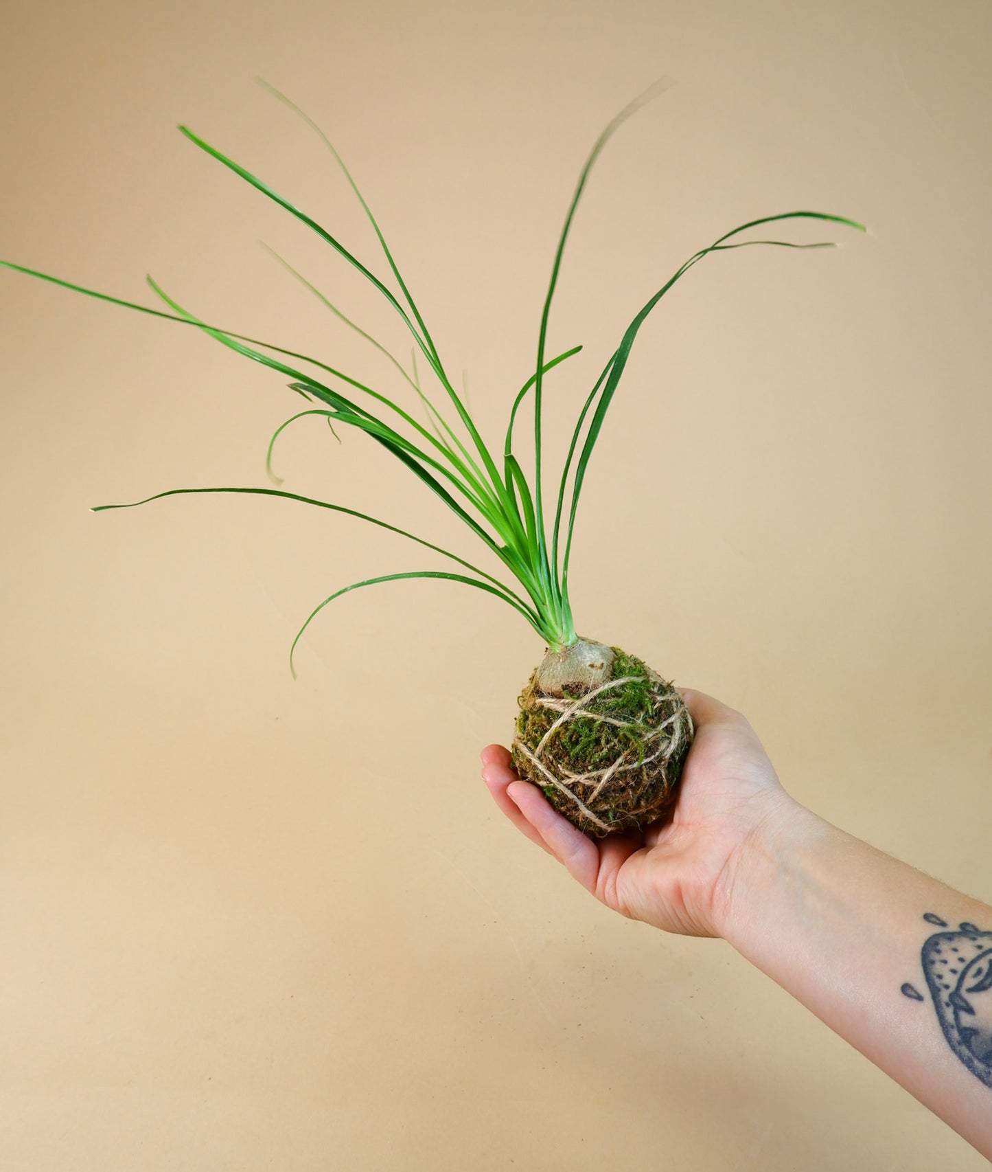 Kokedama Planters