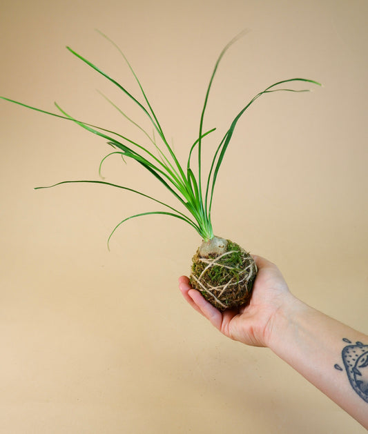 Kokedama Planters