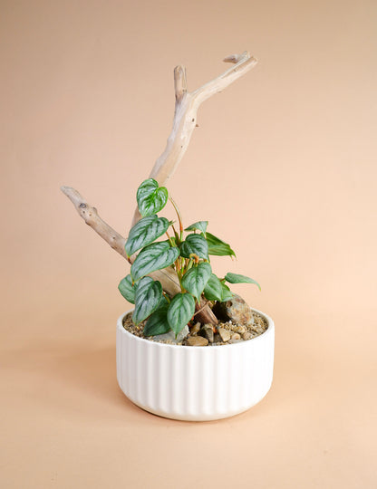 Potted Arrangement