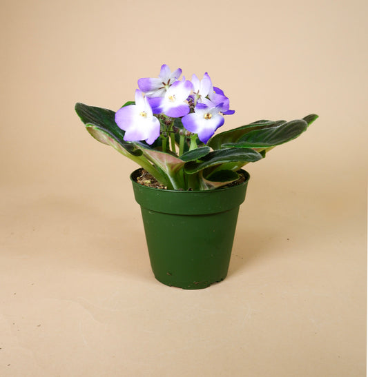 African Violet (Saintpaulia ionantha)