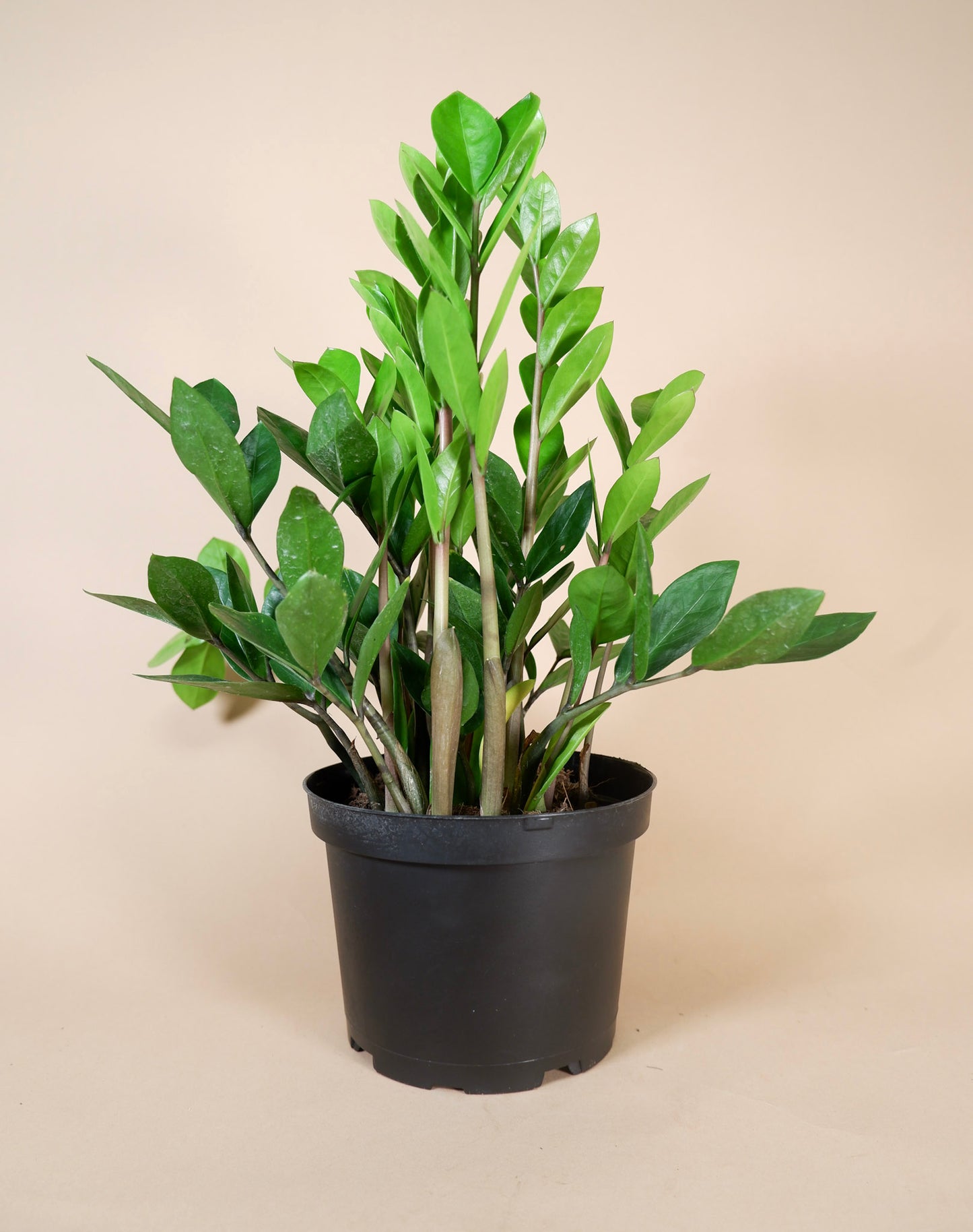 ZZ Plant (Zamioculcas zamiifolia)