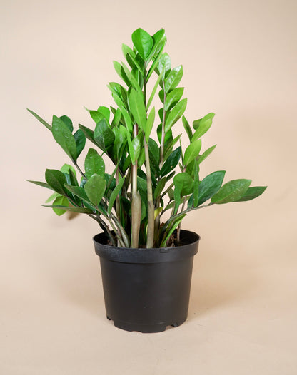 ZZ Plant (Zamioculcas zamiifolia)
