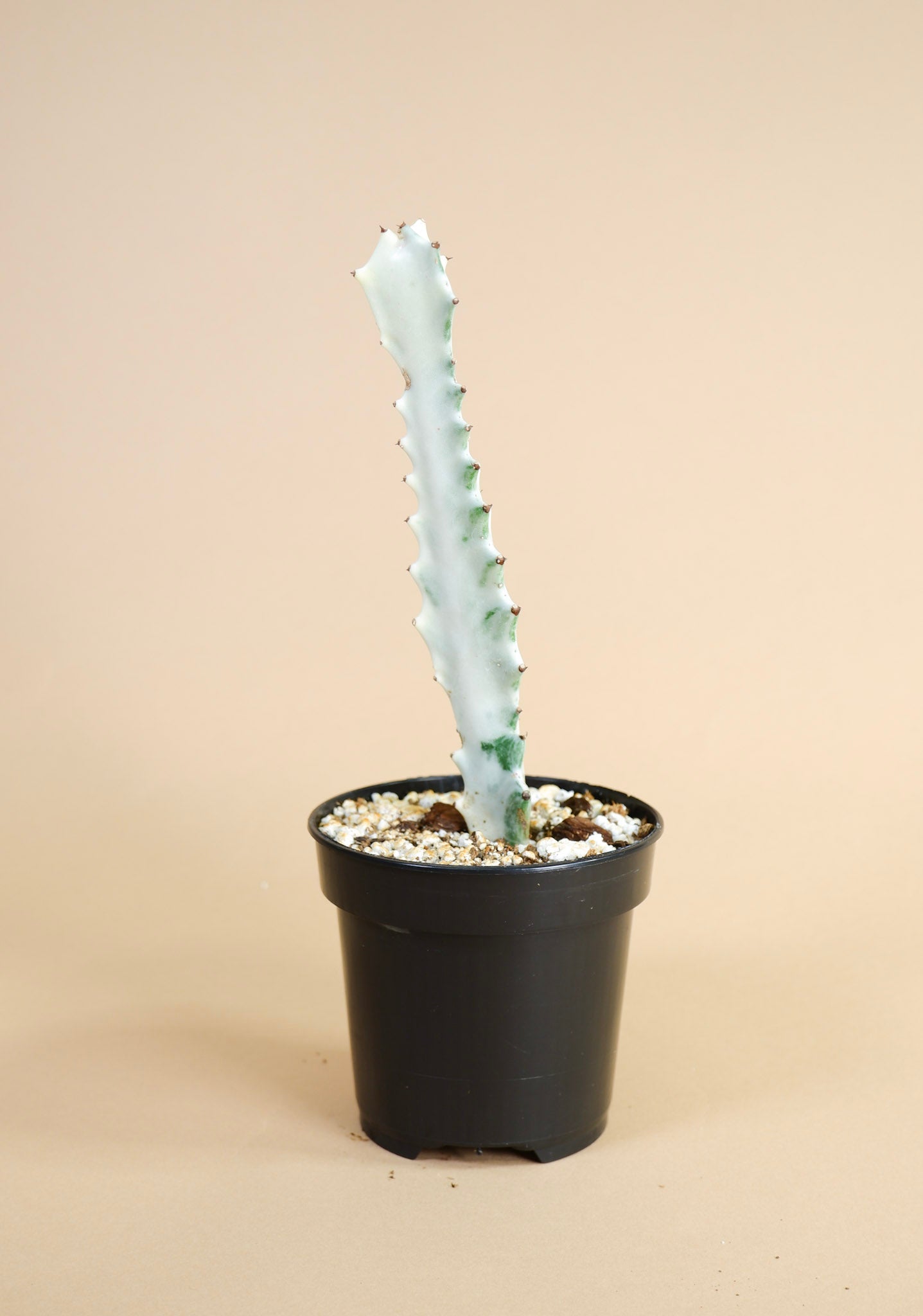 Euphorbia lactea "White Ghost"