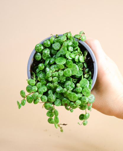 String of Turtles (Peperomia prostrata)