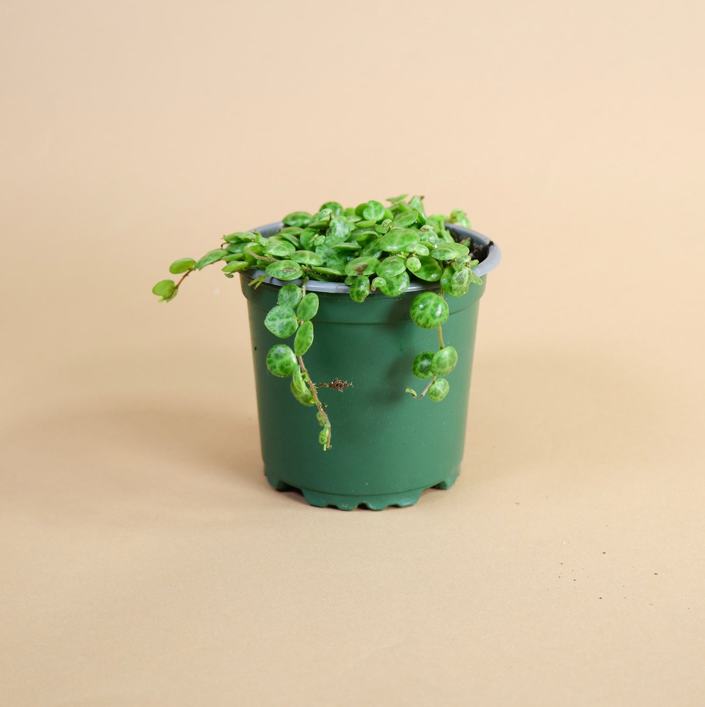 String of Turtles (Peperomia prostrata)