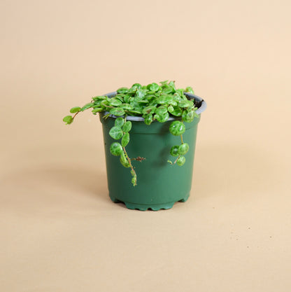 String of Turtles (Peperomia prostrata)