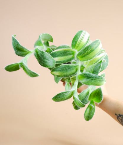 White Velvet Variegated Inch Plant (Tradescantia Sillamontana Variegata)