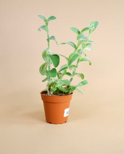 White Velvet Variegated Inch Plant (Tradescantia Sillamontana Variegata)