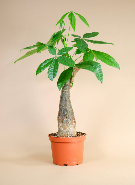 Money Tree Stump Cut (Pachira aquatica)