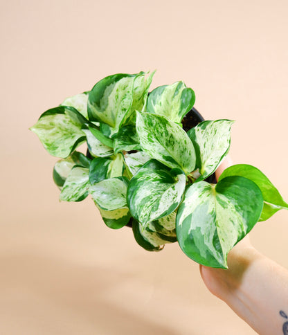Manjula Pothos (Epipremnum aureum 'Majula')