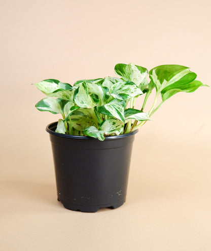 Manjula Pothos (Epipremnum aureum 'Majula')
