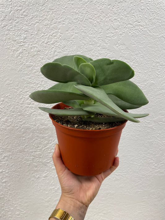 Propeller Plant (Crassula falcata)