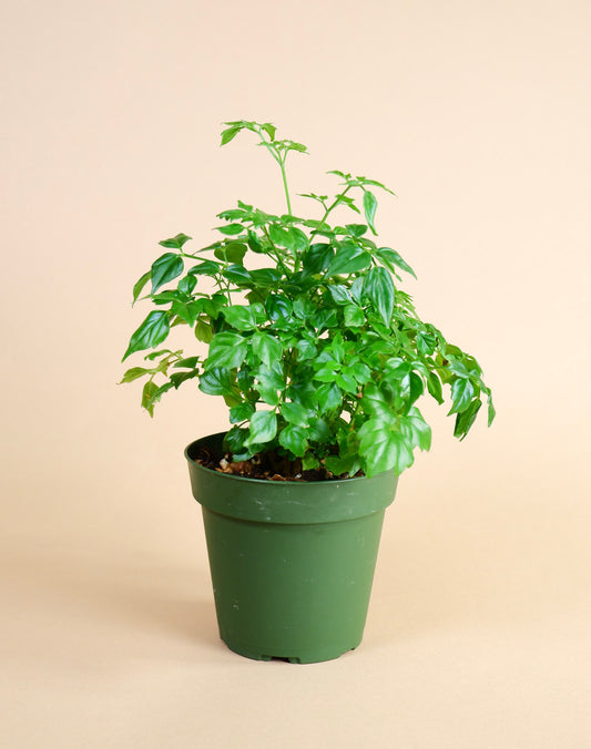 China Doll (Radermachera sinica)