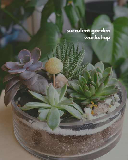 Succulent Garden Workshop