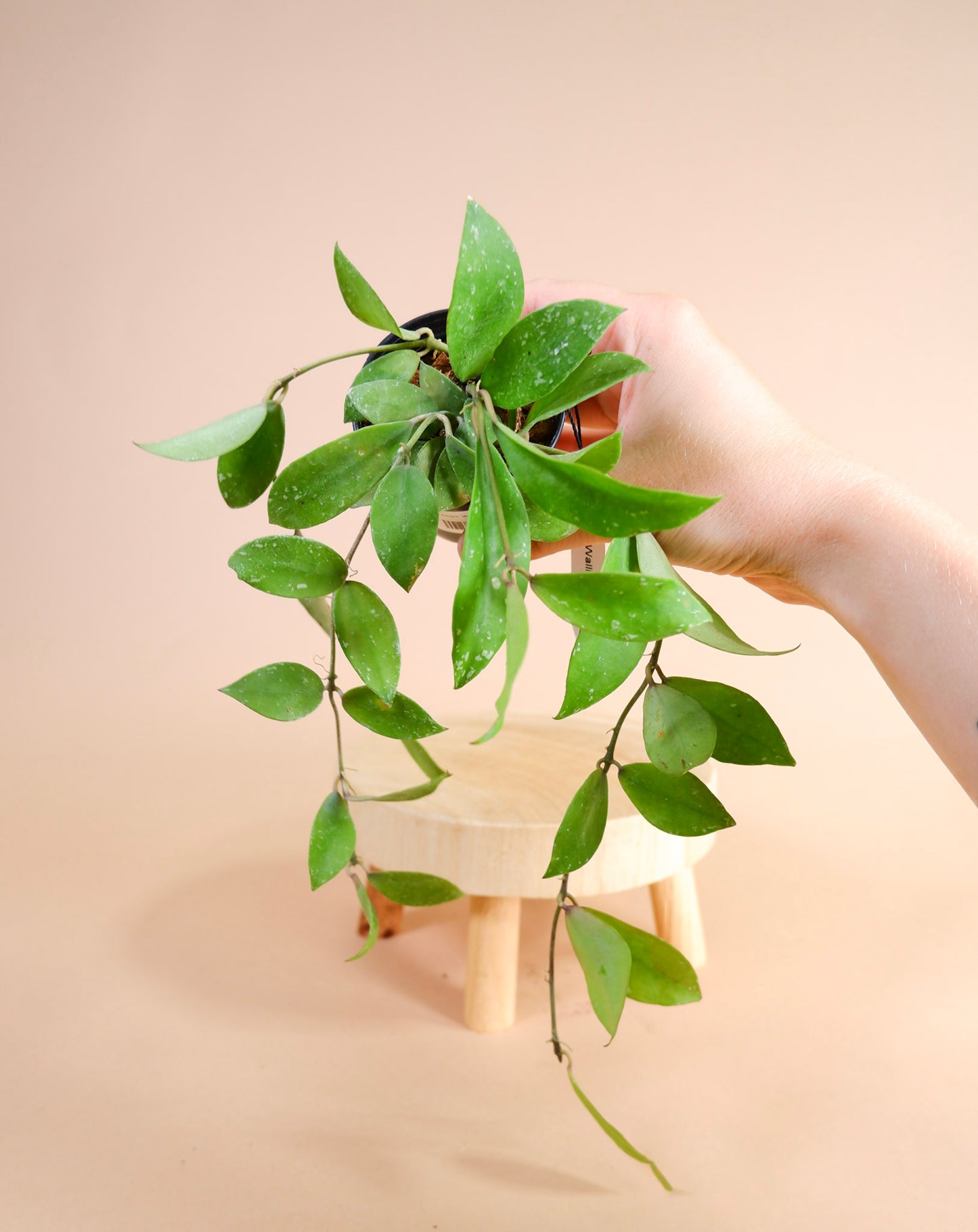 Hoya Walliniana