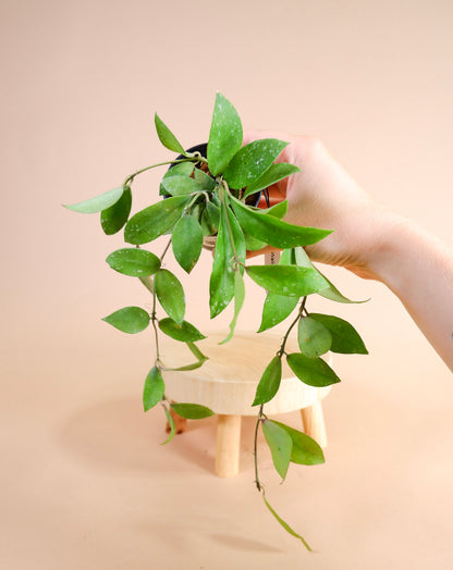 Hoya Walliniana