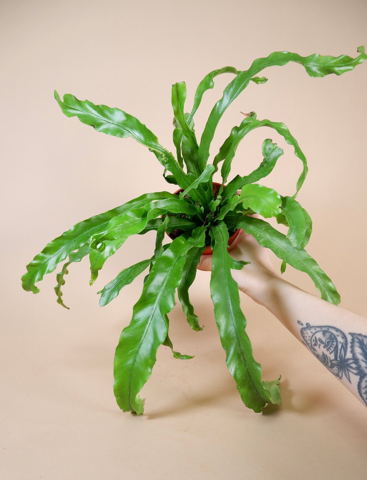 Birds Nest Fern (Asplenium antiquum)