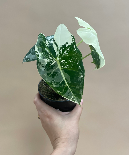 Alocasia frydek 'Variegata'