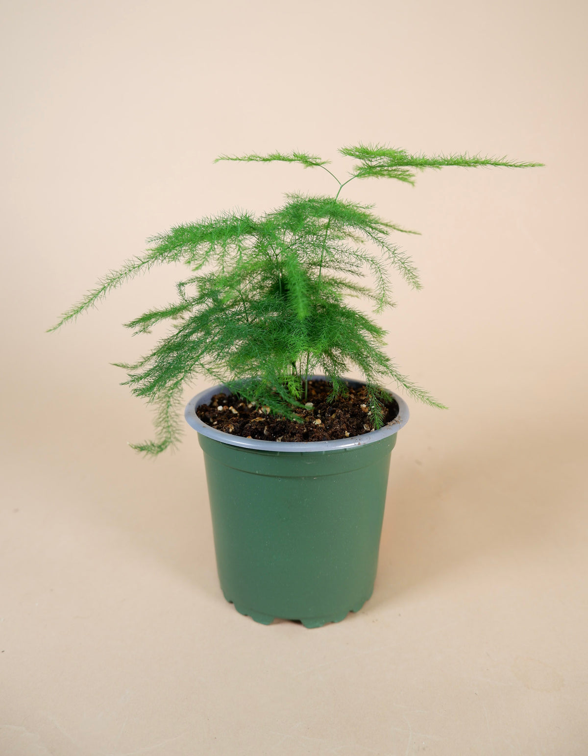Plumosa Fern (Asparagus plumosus)