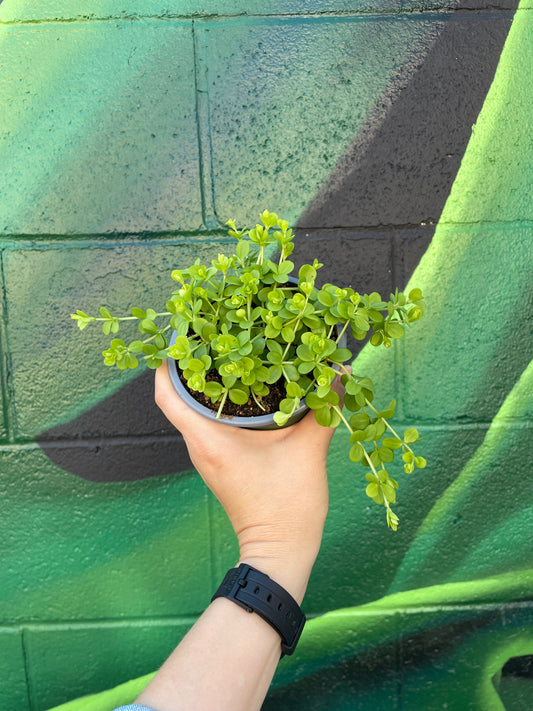 Peperomia Deppeana