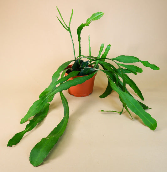 Queen of the Night/Orchid Cactus (Epiphyllum oxypetalum)