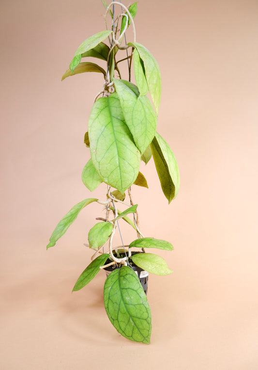 Hoya Vitellinoides