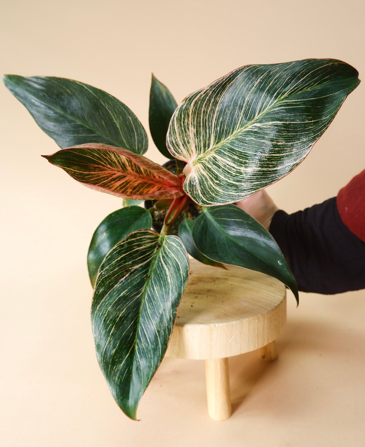 Philodendron Birkin 'Pink'