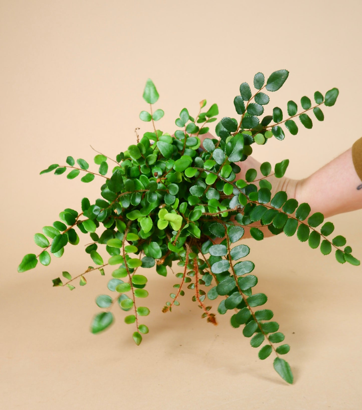 Button Fern (Pellaea rotundifolia)