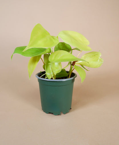 Heartleaf Vine (Philodendron hederaceum or cordatum)