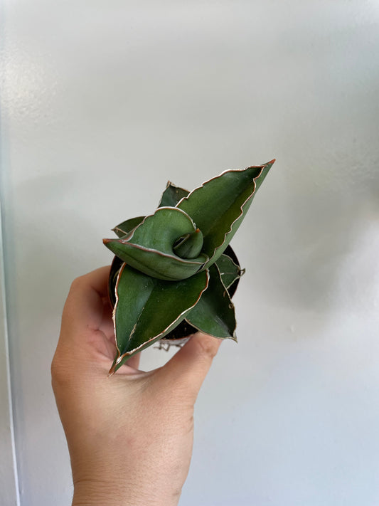 Sansevieria Samurai Dwarf