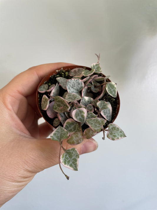 String of Hearts, Pink Variegation (Ceropegia woodii variegata)