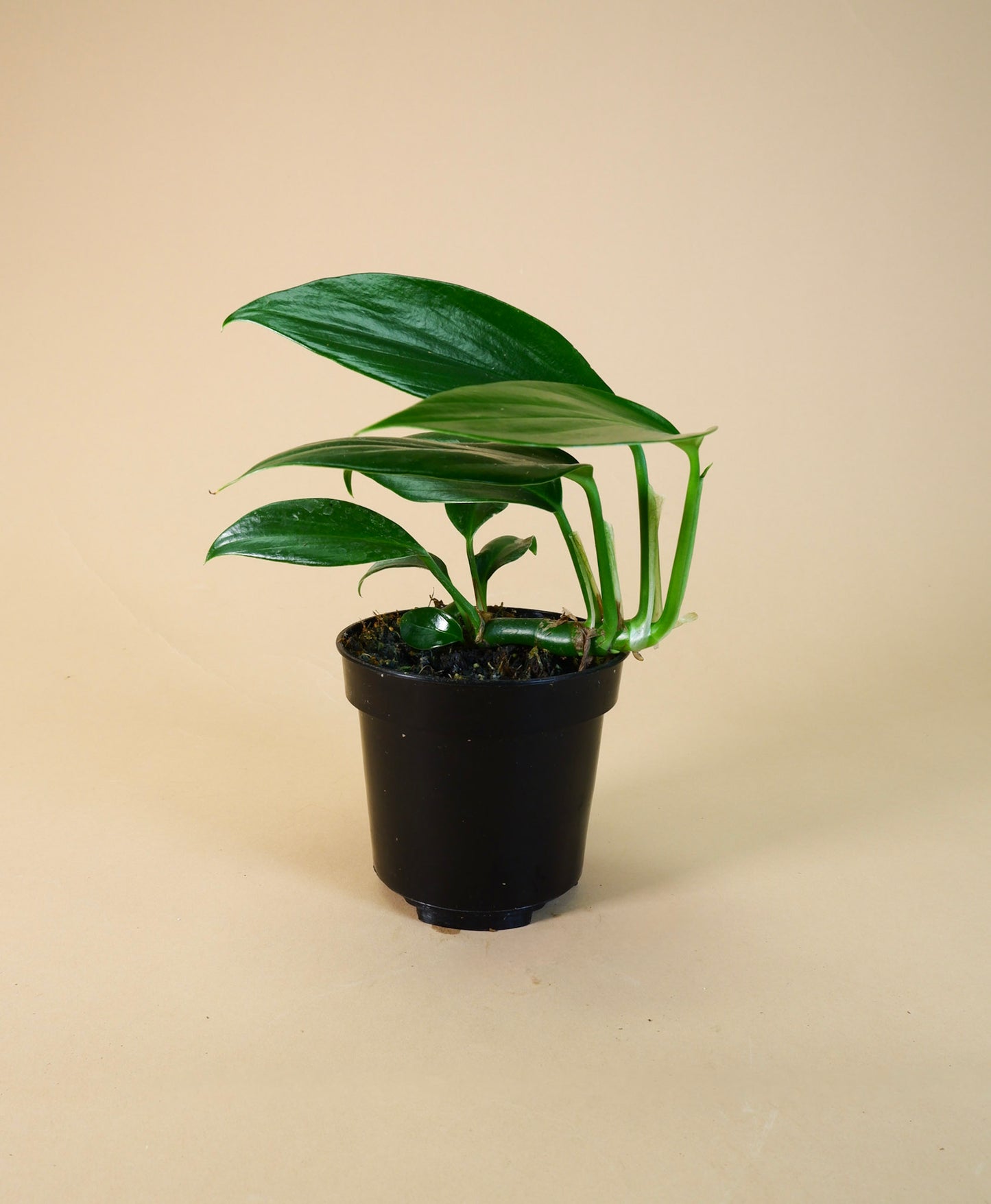 Dragon's Tail (Rhaphidophora decursiva)