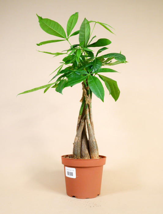 Braided Money Tree (Pachira aquatica)