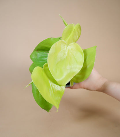 Heartleaf Vine (Philodendron hederaceum or cordatum)