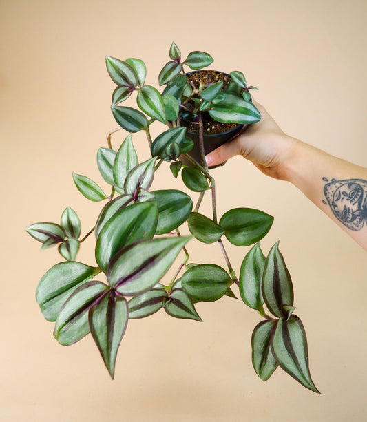 Purple Inch Plant/Wandering Dude (Tradescantia zebrina)