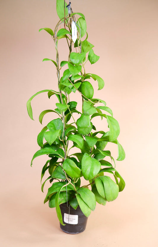 Hoya Mindorensis