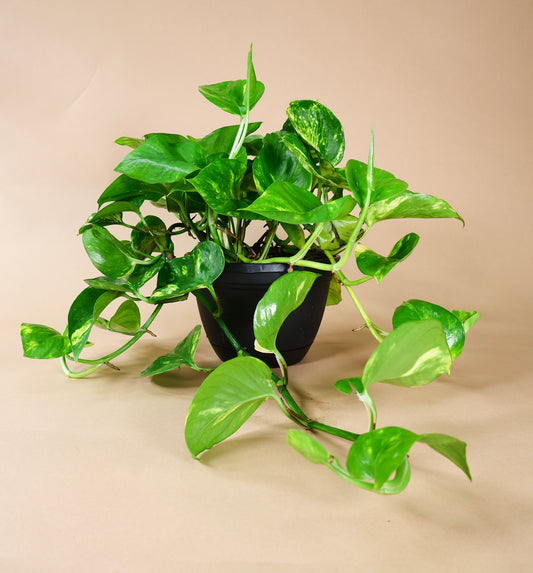 Golden Pothos (Epipremnum aureum)