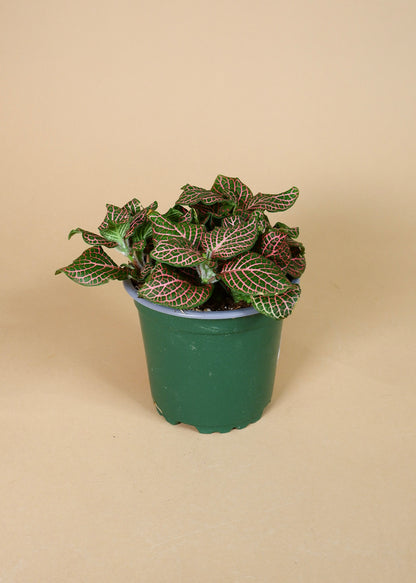 Nerve Plant (Fittonia albivenis)