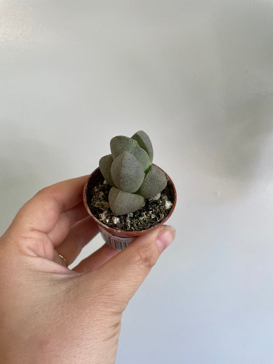 Mimicry (Pleiospilos sp.)