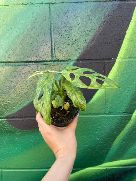 Monstera Adansonii Mint Variegated