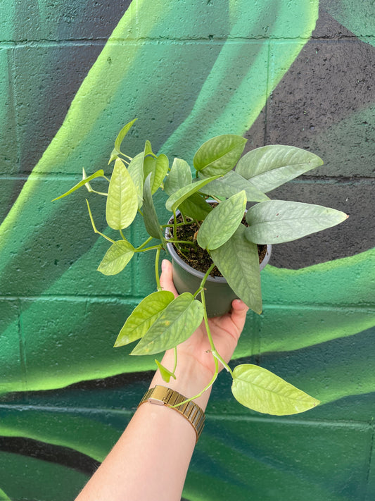 Cebu Blue Pothos (Epipremnum pinnatum)